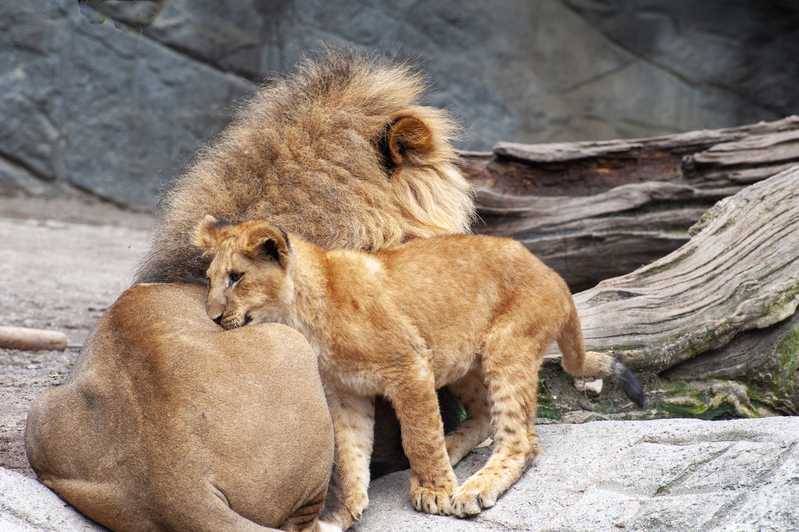 Lions 2.jpg :: Lions 2