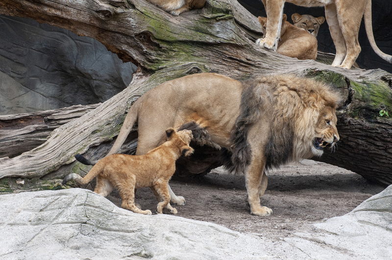 Lions 3.jpg :: Lions 3