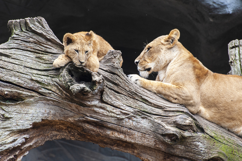 Lions 4.jpg