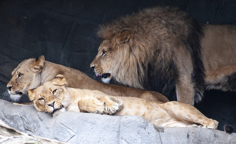 Lions 5.jpg :: Lions 5