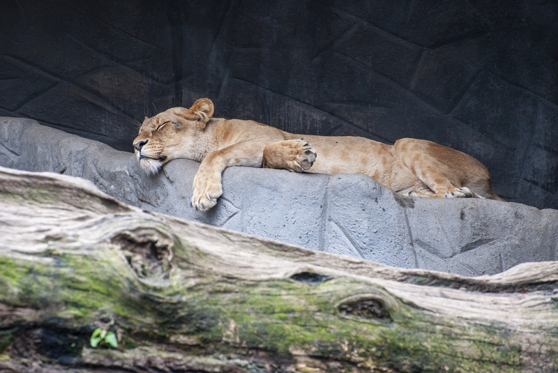 Lions 6.jpg :: Lions 6