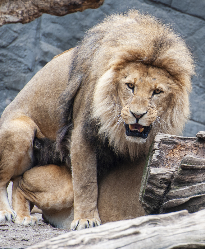 Lions 7.jpg :: Lions 7
