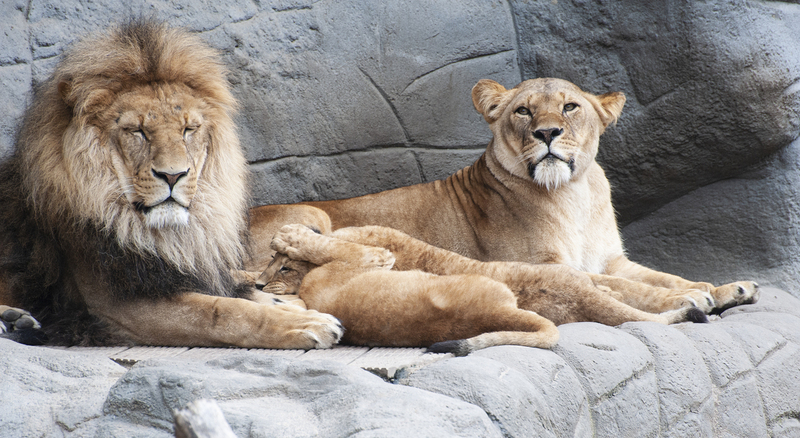 Lions 8.jpg :: Lions 8