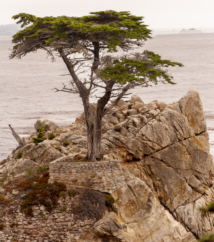 Lone Cypress - Monterey.jpg :: Lone Cypress - Monterey