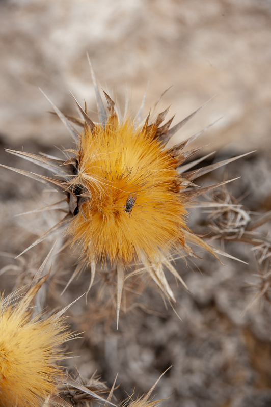 Maltese Thistle.jpg :: Maltese Thistle