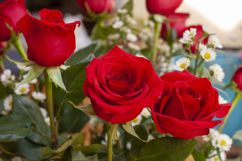 Morganville Roses.jpg :: January 2015