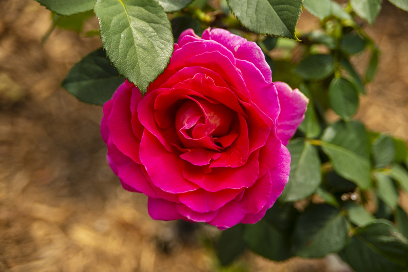 Norfolk Botanical Garden.jpg :: Norfolk Botanical Garden Rose