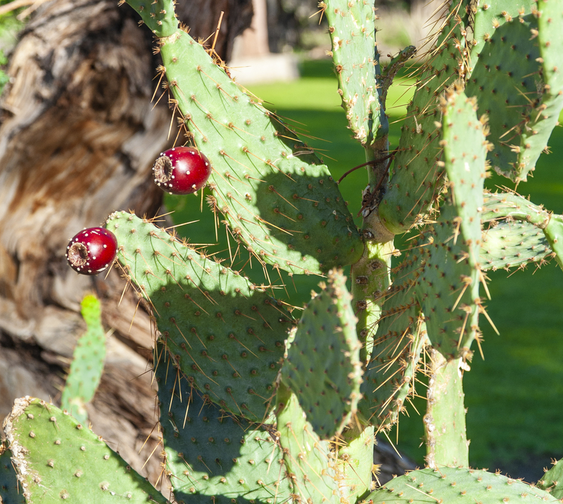 Palm Springs - Prickly Pear.jpg :: Palm Springs 