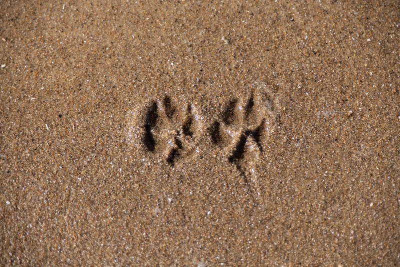 Paw Prints.jpg :: Boldy going where no paws have gone before