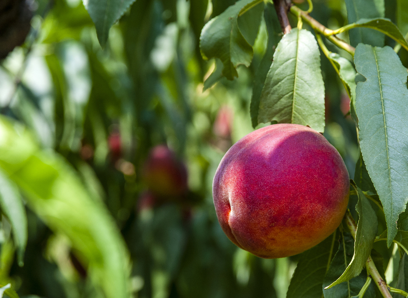 Peach.jpg :: Peach