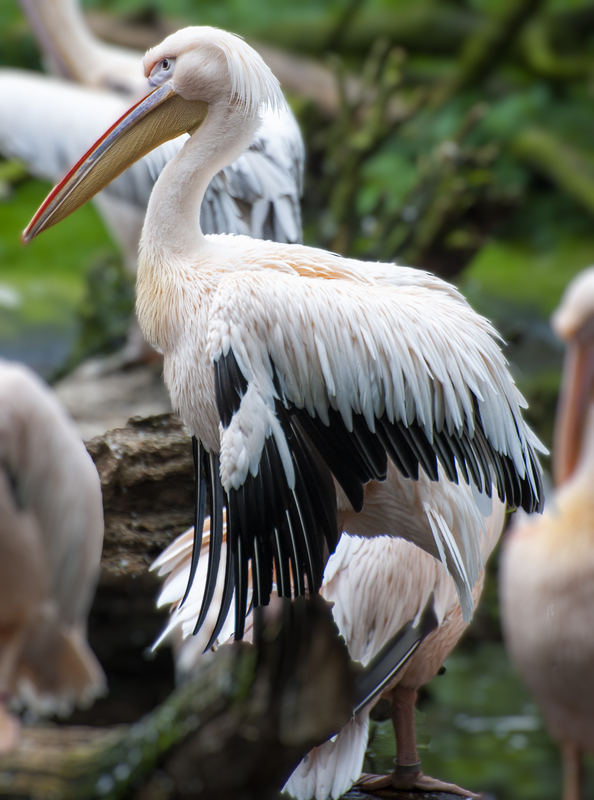 Pelican.jpg :: Pelican at Hamburg Zoo