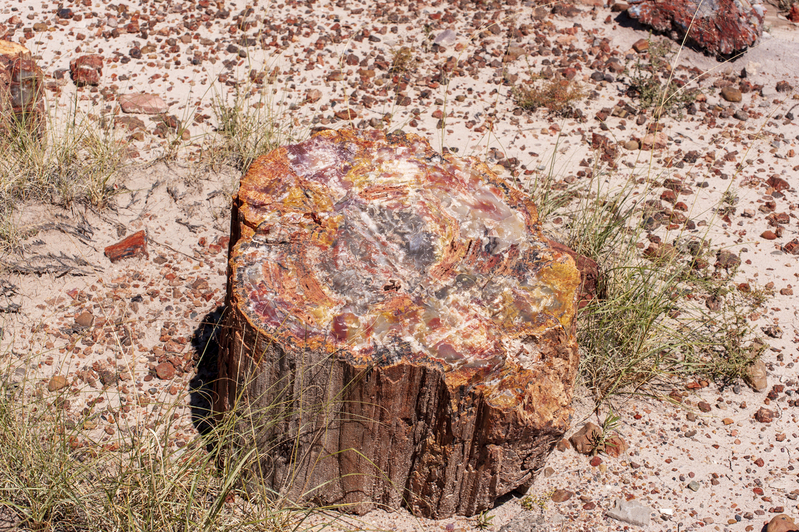 Petrified Forest National park 01.jpg :: Petrified Forest National park, AZ