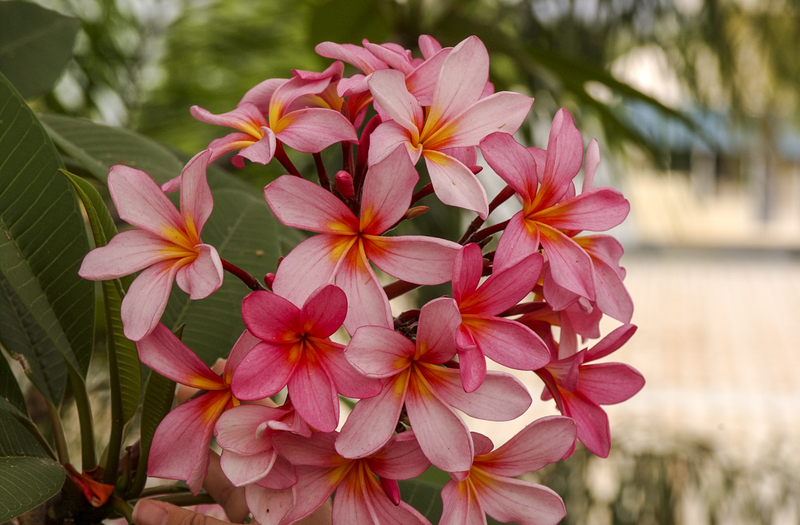 Plumeria.jpg :: Plumeria from Townsville, Australia
