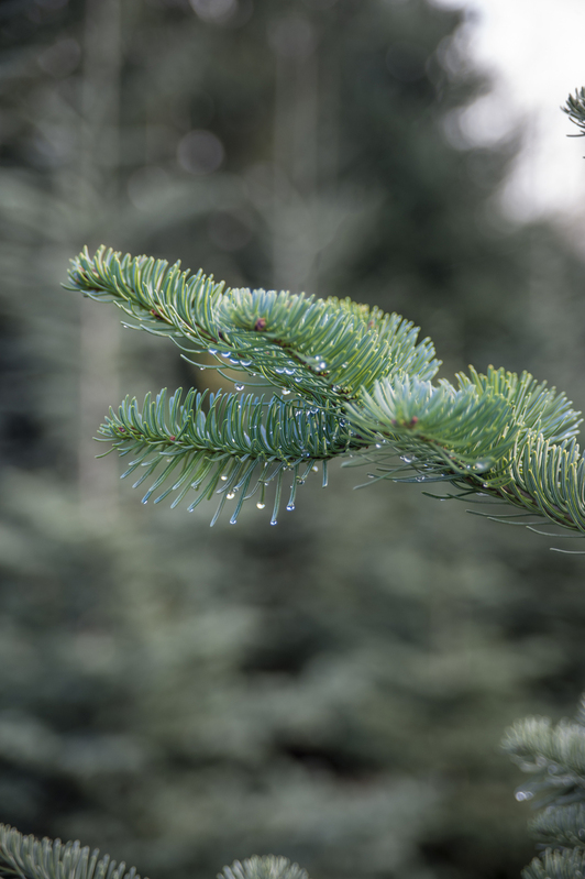 Portland Pine tree 1.jpg :: Portland Pine tree 1