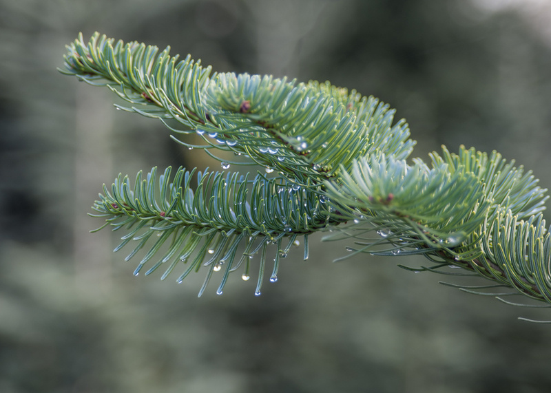 Portland Pine tree 2.jpg :: Portland Pine tree 2