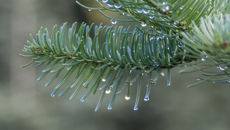 Portland Pine tree 3.jpg :: Portland Pine tree 3