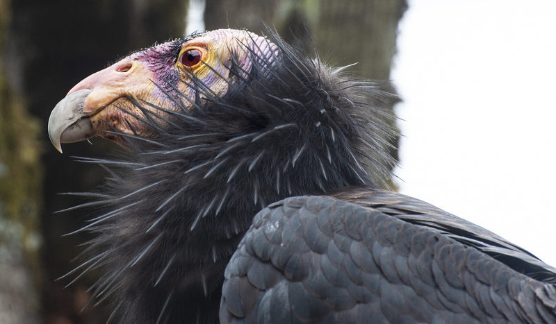Portland Zoo California Condor.jpg :: Portland Zoo California Condor