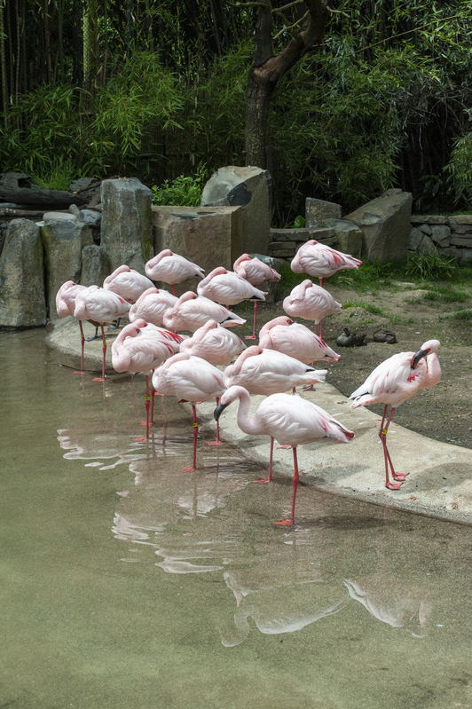 Portland Zoo Flamingos.jpg :: Portland Zoo Flamingos - Somebody always needs to be different