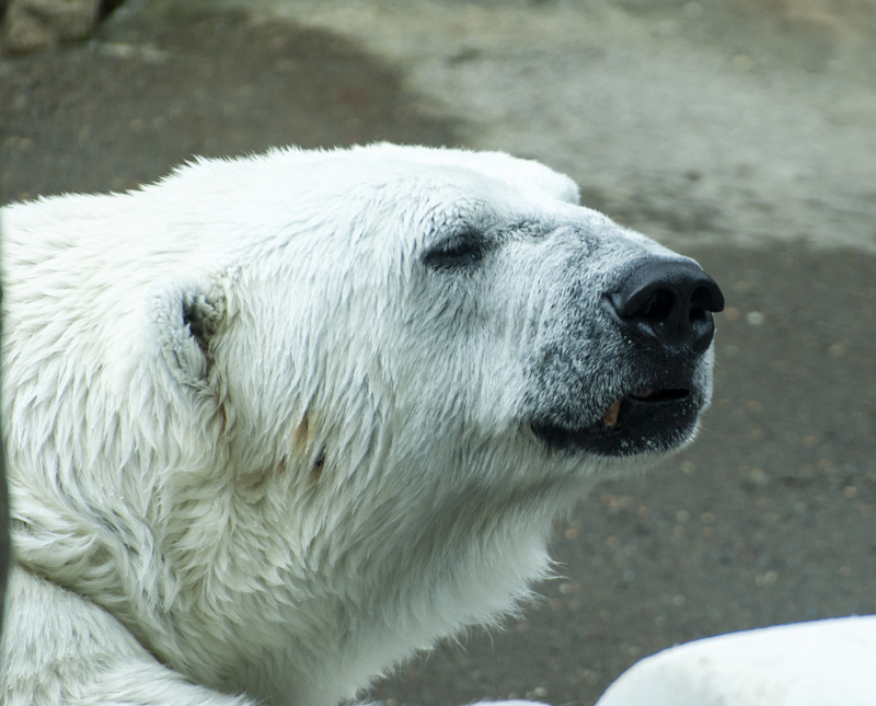 Portland Zoo Polar Bear.jpg :: Portland Zoo Polar Bear