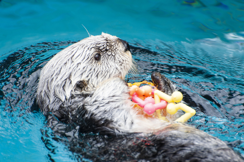 Portland Zoo Sea Otter 1.jpg :: Portland Zoo Sea Otter