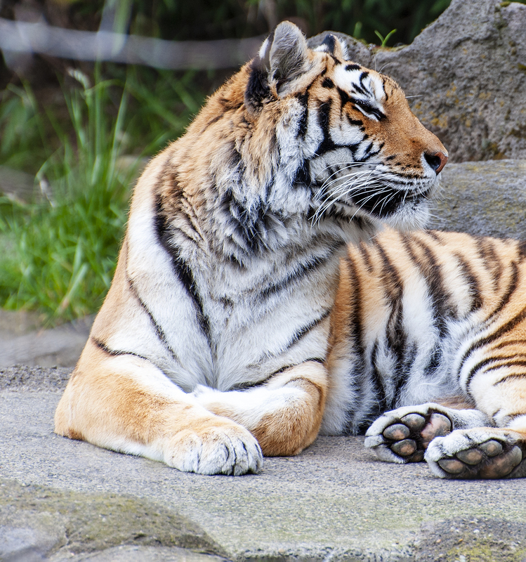 Portland Zoo Tiger 1.jpg :: Portland Zoo Tiger 1