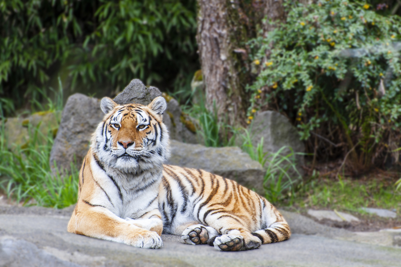 Portland Zoo Tiger 2.jpg :: Portland Zoo Tiger 2