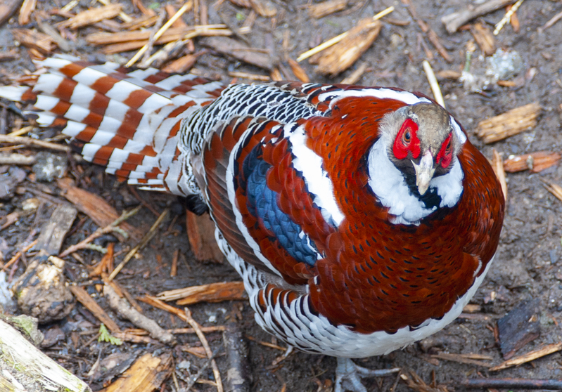 Prospect Park Zoo.jpg :: Prospect Park Zoo