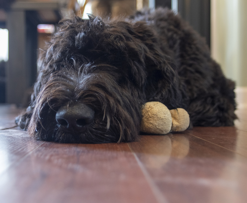 Quinn.jpg :: Quinn, Schnoodle