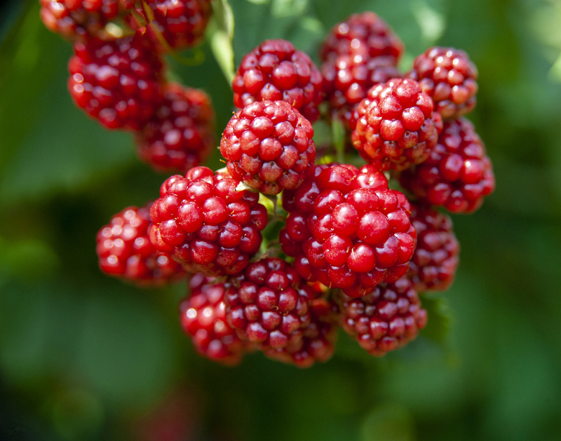 Rasberries.jpg :: Rasberries