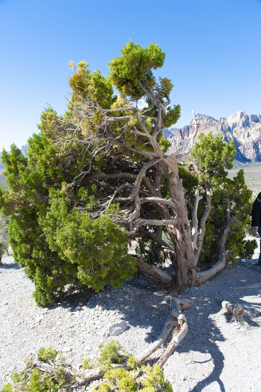 Red Rock Canyon 01.jpg :: Red Rock Canyon 01