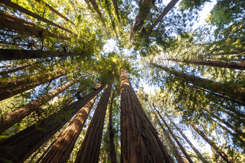 Redwood Forest.jpg :: Redwood Forest