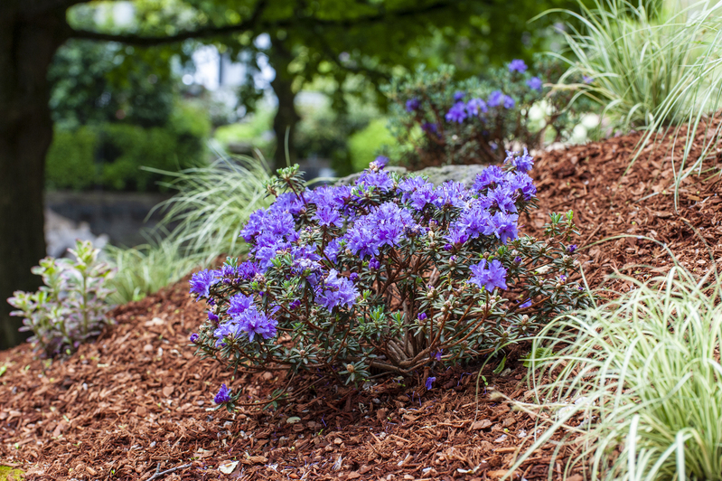 Rhododendrons.jpg :: Rhododendrons