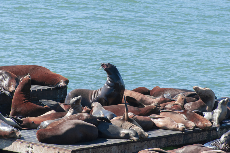 SFO sea Lions 01.jpg :: SFO sea Lions 01
