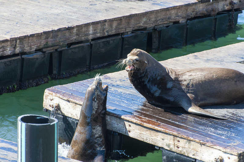 SFO sea Lions 02.jpg :: SFO sea Lions 02