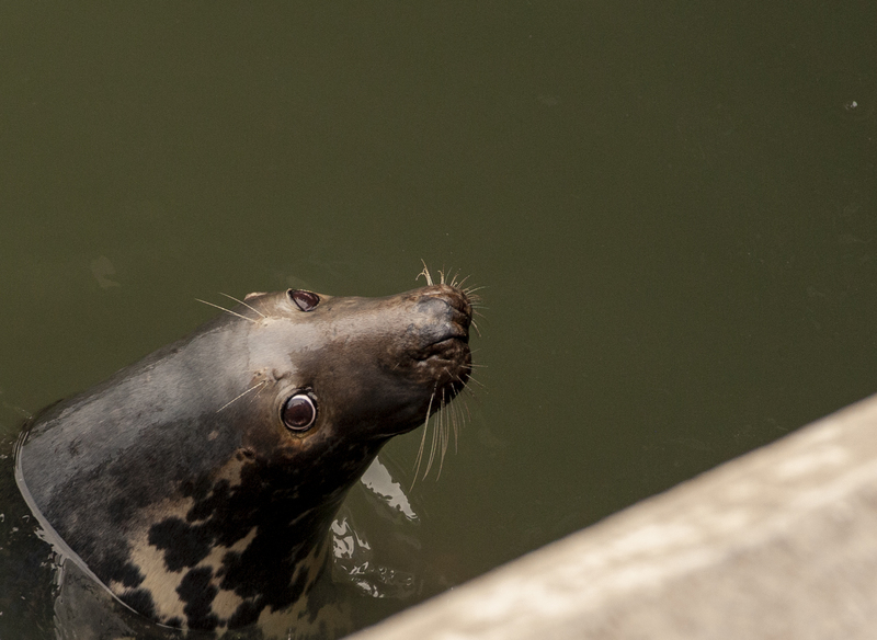 Sea Lion.jpg :: Sylt Oct 2014