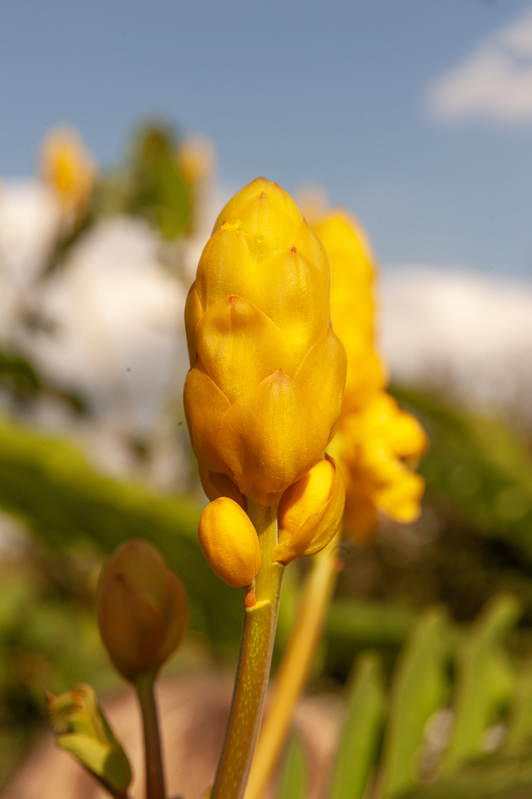 Senna Alata.jpg :: Senna Alata