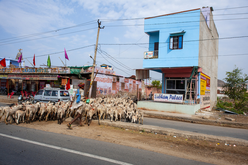 Sheep Crossing.jpg :: Sheep Crossing