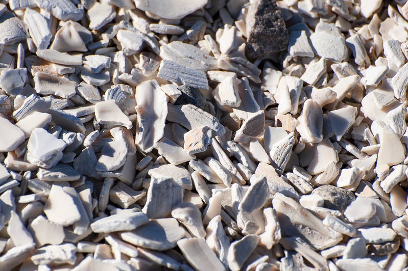 Shells.jpg :: shells