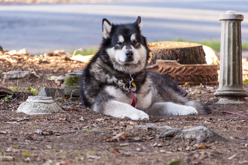 Siberian Husky.jpg :: Siberian Husky