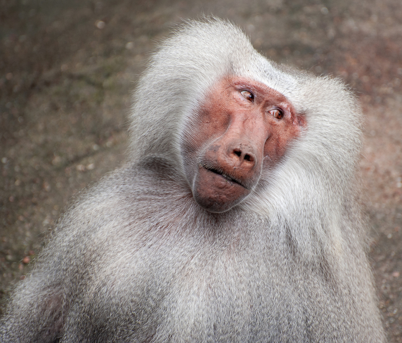 Side Eye Baboon.jpg :: Side Eye Baboon