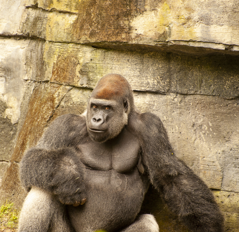 Side eye look from an ape.jpg :: Side eye look from an ape, Disney World