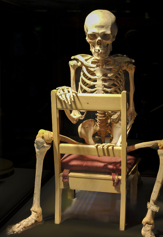 South Australia Museum - Skeleton.jpg :: South Australia Museum - Skeleton