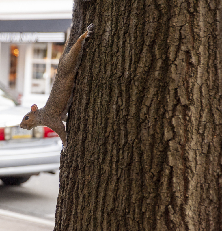 Squirrel 1.jpg :: Squirrel 1