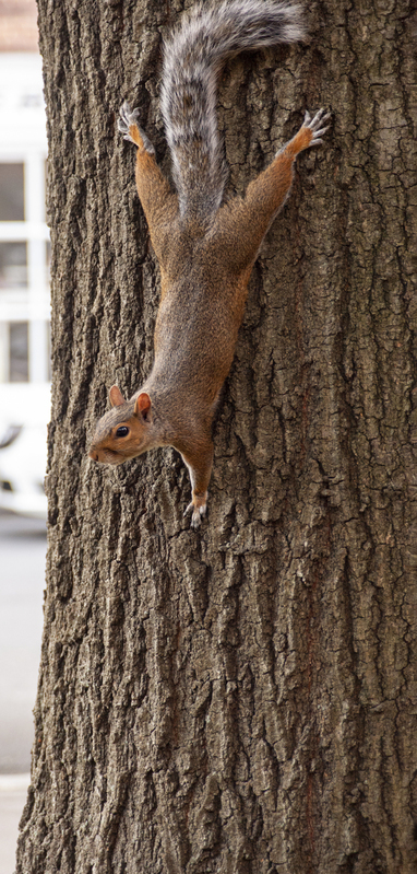 Squirrel 2.jpg :: Squirrel 2