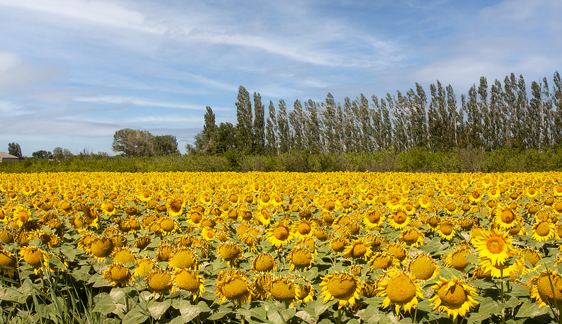 Sunflower field.jpg :: Sunflower field in Provence