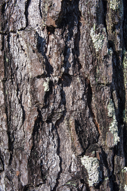 Tree bark.jpg :: Tree bark