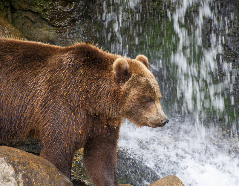 Wet Bear.jpg :: Wet Bear
