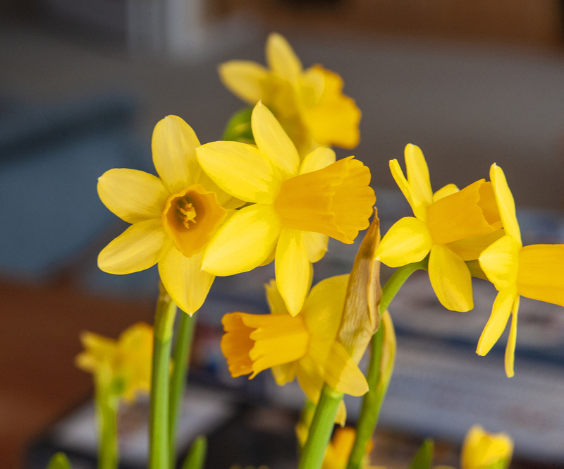 Wild Daffodil.jpg :: Wild Daffodil