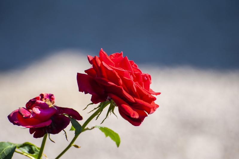 vivid flower.jpg :: Vivid flower
