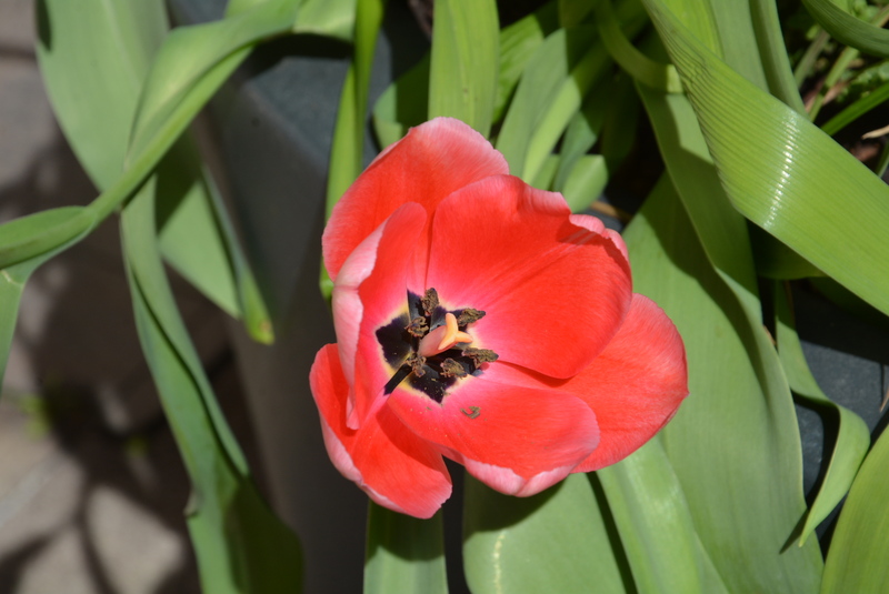 Bratislava street scene 7.jpg
